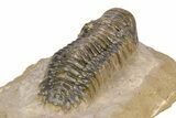 Colorful Crotalocephalina Trilobite - Atchana, Morocco #383212-5